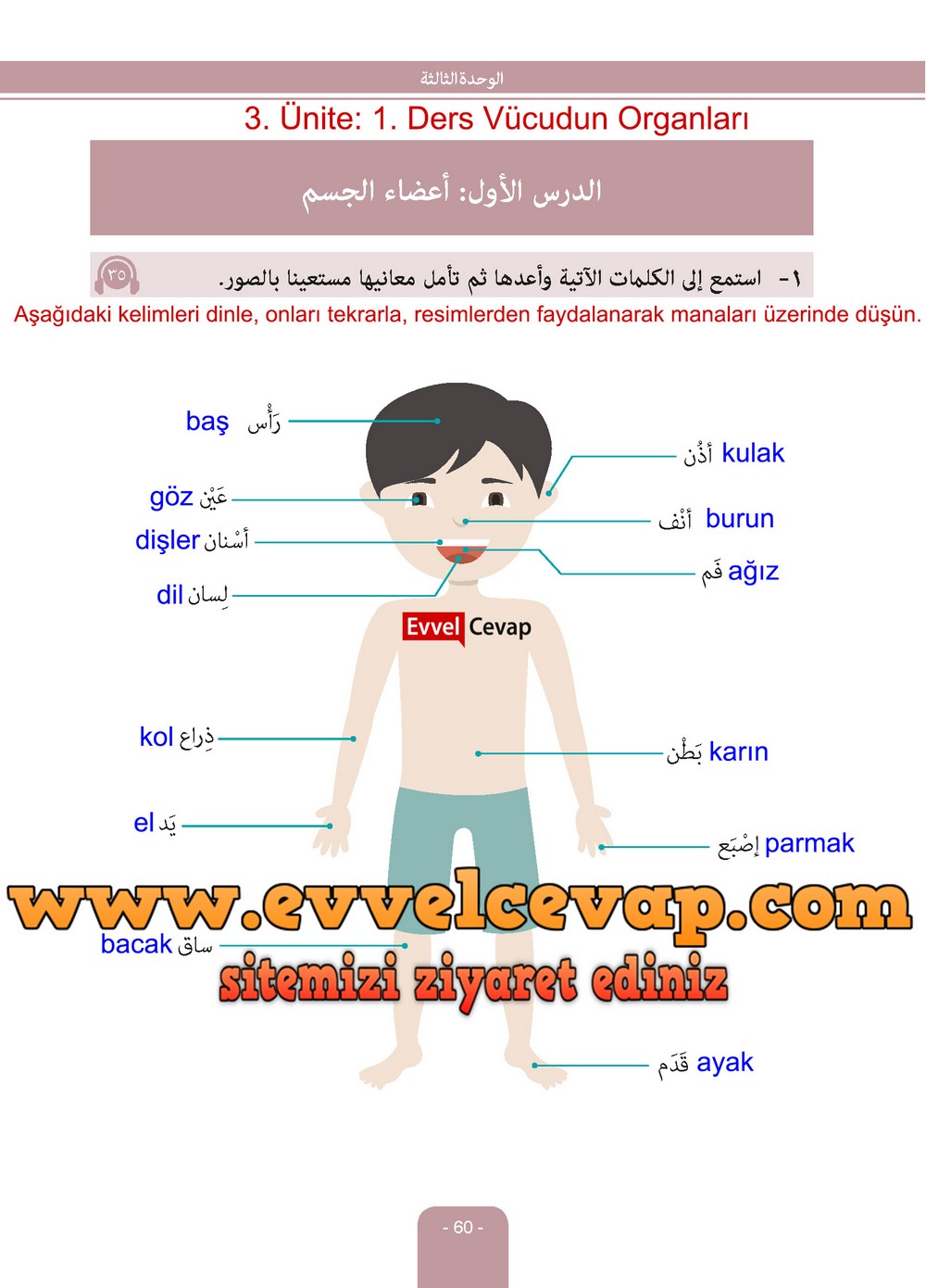 6. Sınıf Arapça Ders ve Çalışma Kitabı Sayfa 60 Cevapları Evrensel İletişim Yayınları