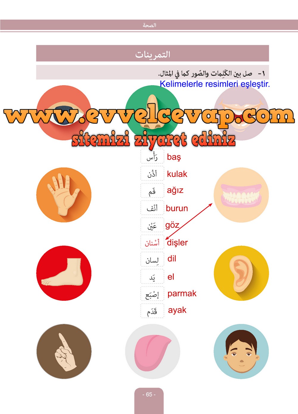 6. Sınıf Arapça Ders ve Çalışma Kitabı Sayfa 65 Cevapları Evrensel İletişim Yayınları