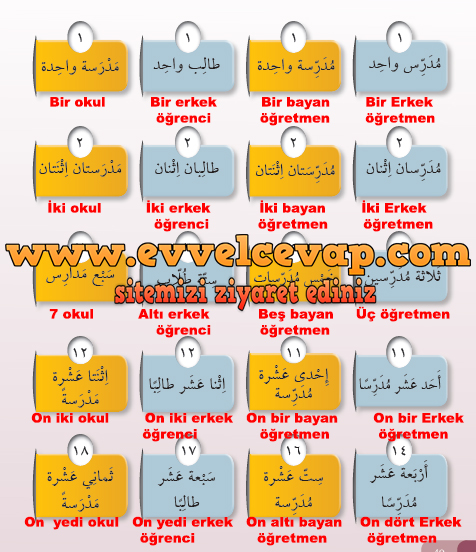 7. Sınıf Meb Yayınları Arapça Ders ve Çalışma Kitabı Sayfa 48 Cevabı