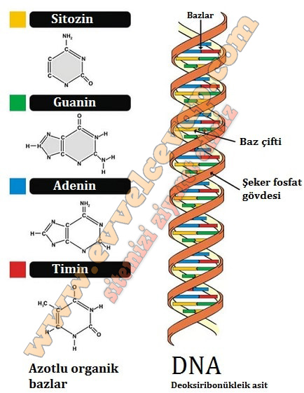 DNA’nın yapısını bir model üzerinde gösteriniz.